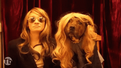 Cat That Looks Like Dog Being Held GIF