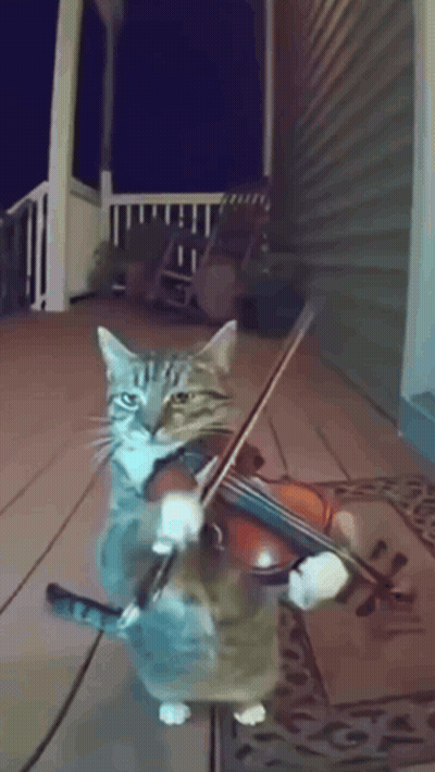 Cat That Looks Like Spider Standing On Wooden Floor GIF