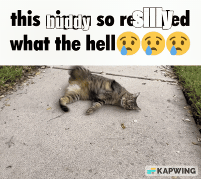 Cat This Buddy So Resilient What The Hell GIF