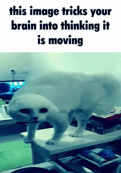 Cat This Image Tricks Your Brain Into Thinking It Is Moving GIF
