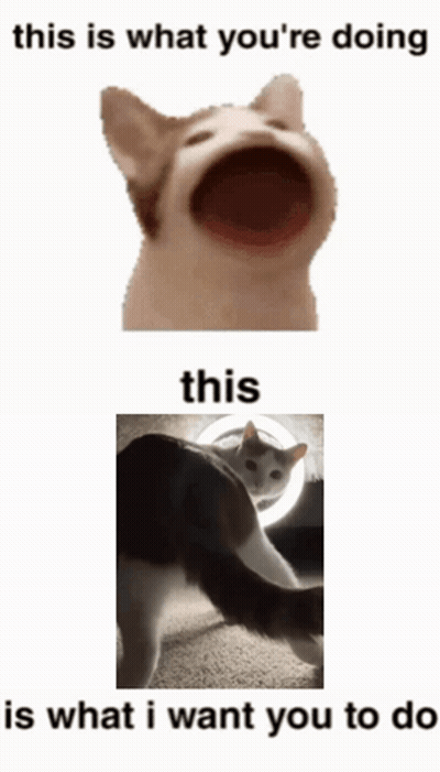 Cat This Is What You're Doing This Is What I Want You To Do GIF