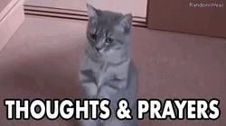 Cat Thoughts And Prayers Praying GIF