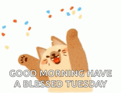 Cat Throwing Confetti Good Tuesday Morning  GIF