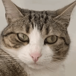 Cat Thug Life  GIF
