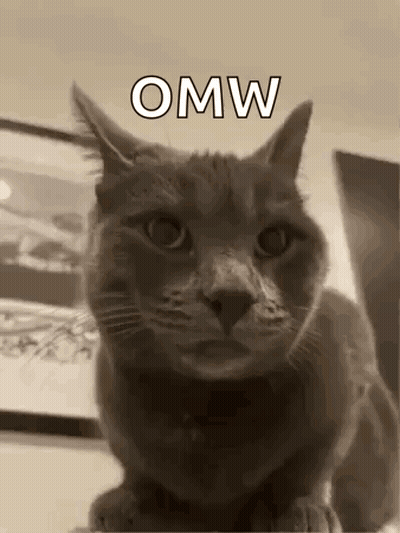 Cat Thumbs Up GIF