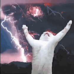 Cat Thunder Storm GIF