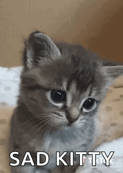 Cat Tiktok GIF