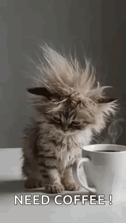 Cat Tired GIF