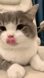 Cat Tongue Licking Delicious GIF