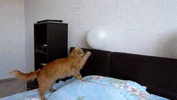 Cat Touching The Balloon
