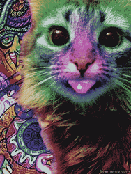 Cat Trance Spiral Hypnotize GIF