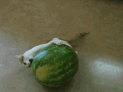 Cat Trying To Eat Whole Watermelon GIF