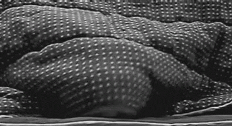 Cat Trying To Hide With Blanket Peeking GIF