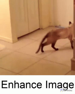 Cat Twirling Enhance Image  GIF