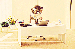 Cat Typing And Holding Mouse GIF