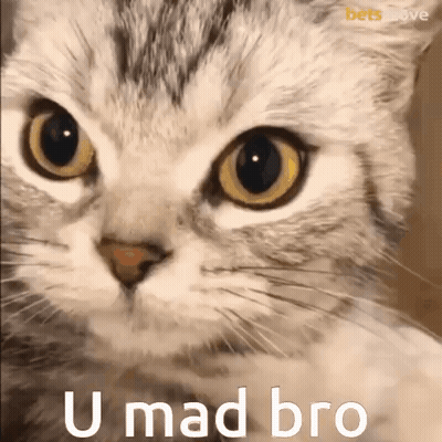 Cat U Mad Bro GIF