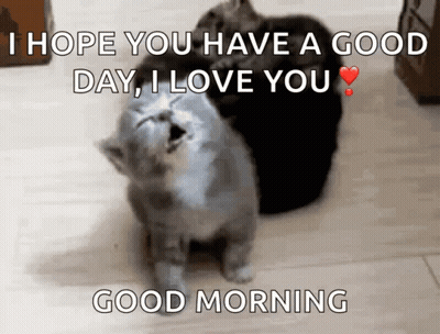 Cat Umbrella Over Another I'll Keep You Dry GIF