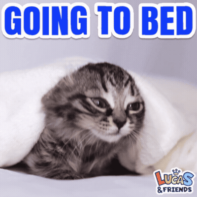 Cat Under Blanket Going To Bed GIF