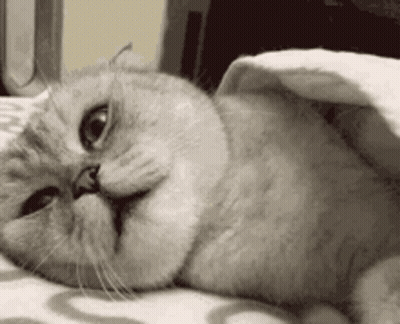 Cat Under Blanket Making Funny Face GIF