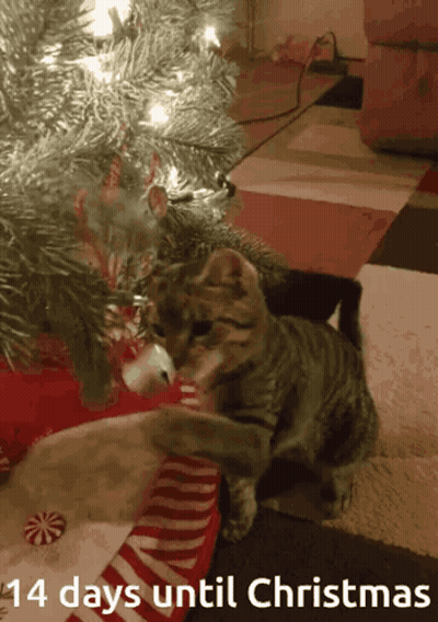 Cat Under Christmas Tree 14 Days Until Christmas GIF