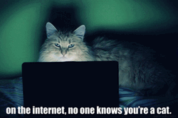 Cat Using Internet GIF