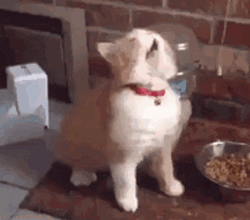 Cat Vibing Before Eating GIF