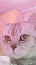 Cat Vibing Belly Dance GIF
