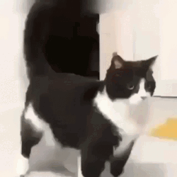 Cat Vibing Bounce GIF
