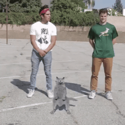Cat Vibing Dancing In A Park GIF