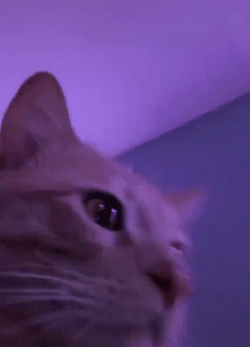 Cat Vibing Head Banging Eyes Closed GIF