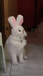 Cat Vibing In A Bunny Head Dress GIF