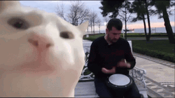 Cat Vibing In A Man Playing Instruments GIF