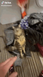 Cat Vibing In A Suitcase GIF