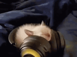 Cat Vibing In Big Headphones GIF