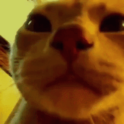 Cat Vibing In Blank Face GIF