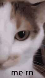 Cat Vibing Me Right Now GIF