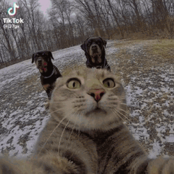 Cat Vibing Selfie With Dogs Edit GIF