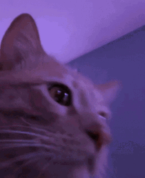 Cat Vibing Sleepy GIF
