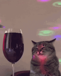 Cat Vibing Staring At The Wine GIF