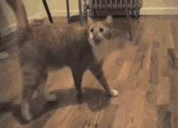 Cat Vibing Walking GIF