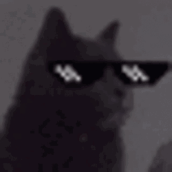 Cat Vibing Wearing Cool Glasses GIF