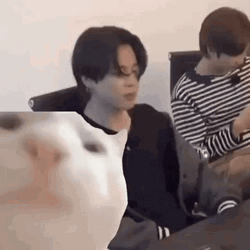 Cat Vibing With BTS Jimin And RM GIF