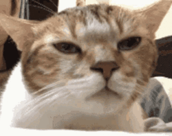 Cat Vibing With Eyes Closed GIF