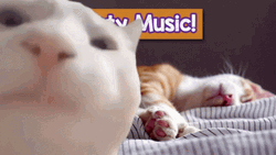 Cat Vibing With Sleeping Cat In The Back GIF