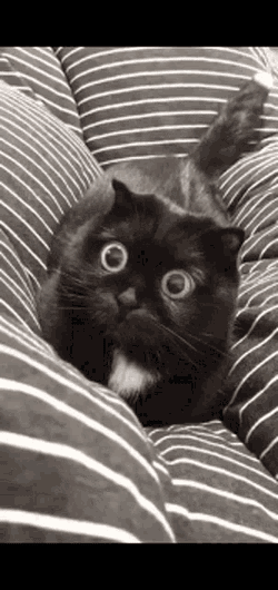 Cat Vietnam Flashback Cute GIF
