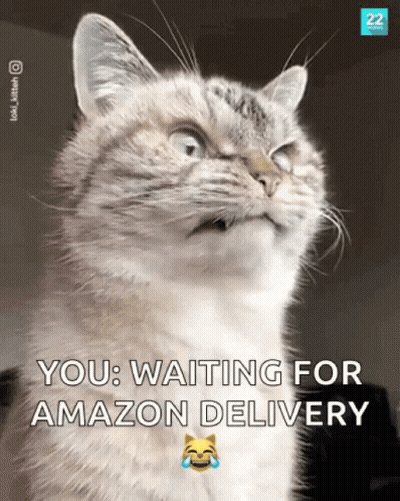 Cat Waiting For Amazon Delivery GIF
