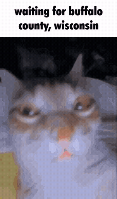 Cat Waiting For Buffalo County Wisconsin GIF