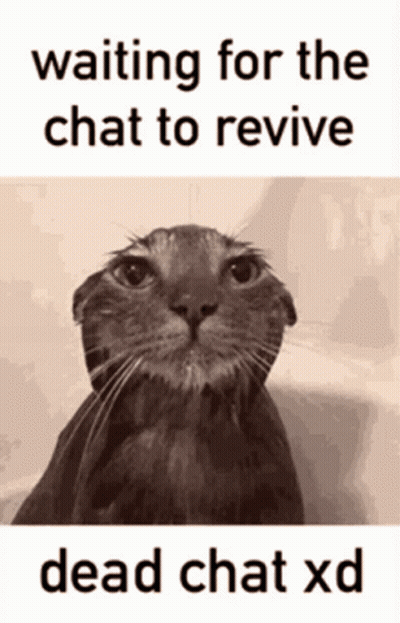 Cat Waiting For Dead Chat XD GIF
