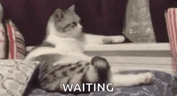 Cat Waiting Patiently GIF