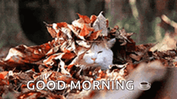 Cat Waking Up Good Morning Fall